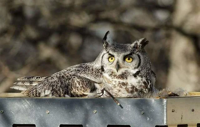 Great Horned Owl on nesting platform. Photo by Branimir Gjetaj