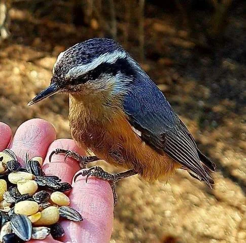 Red-breasted Nuthatch, Wakamow. Photo by Kimberly Epp