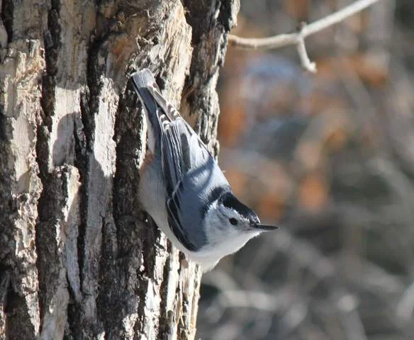 White-breasted Nuthatch, Wakamow. Photo by Kimberly Epp