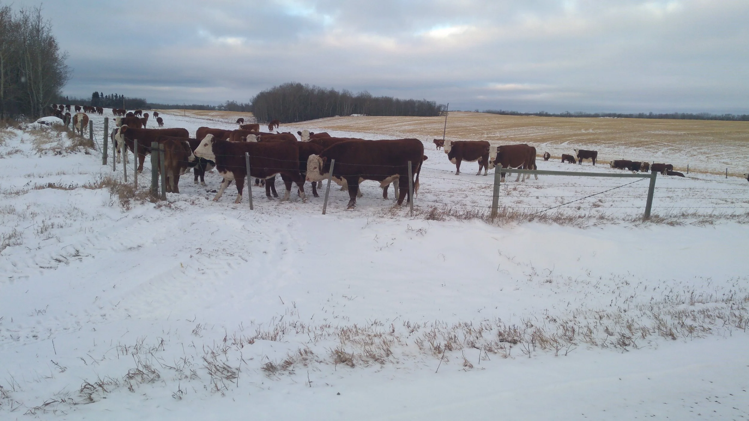 Spring Runoff Predictions Bad News For Livestock Producers