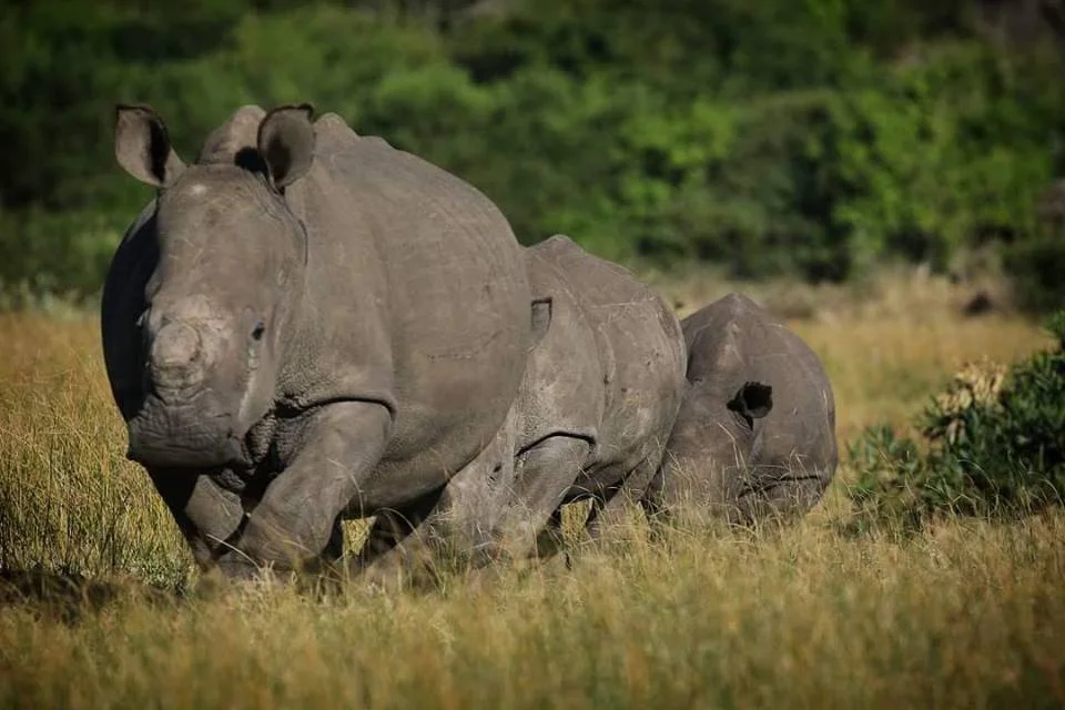 Rhino's Ramblings - Semantics And Legalese
