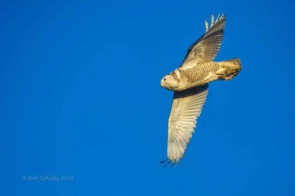 Snowy Owl in Flight. This owl is either a juvnile or a female, as the males are white so as to detract predators from the female’s nest on the tundra - Bob Schultz Photo