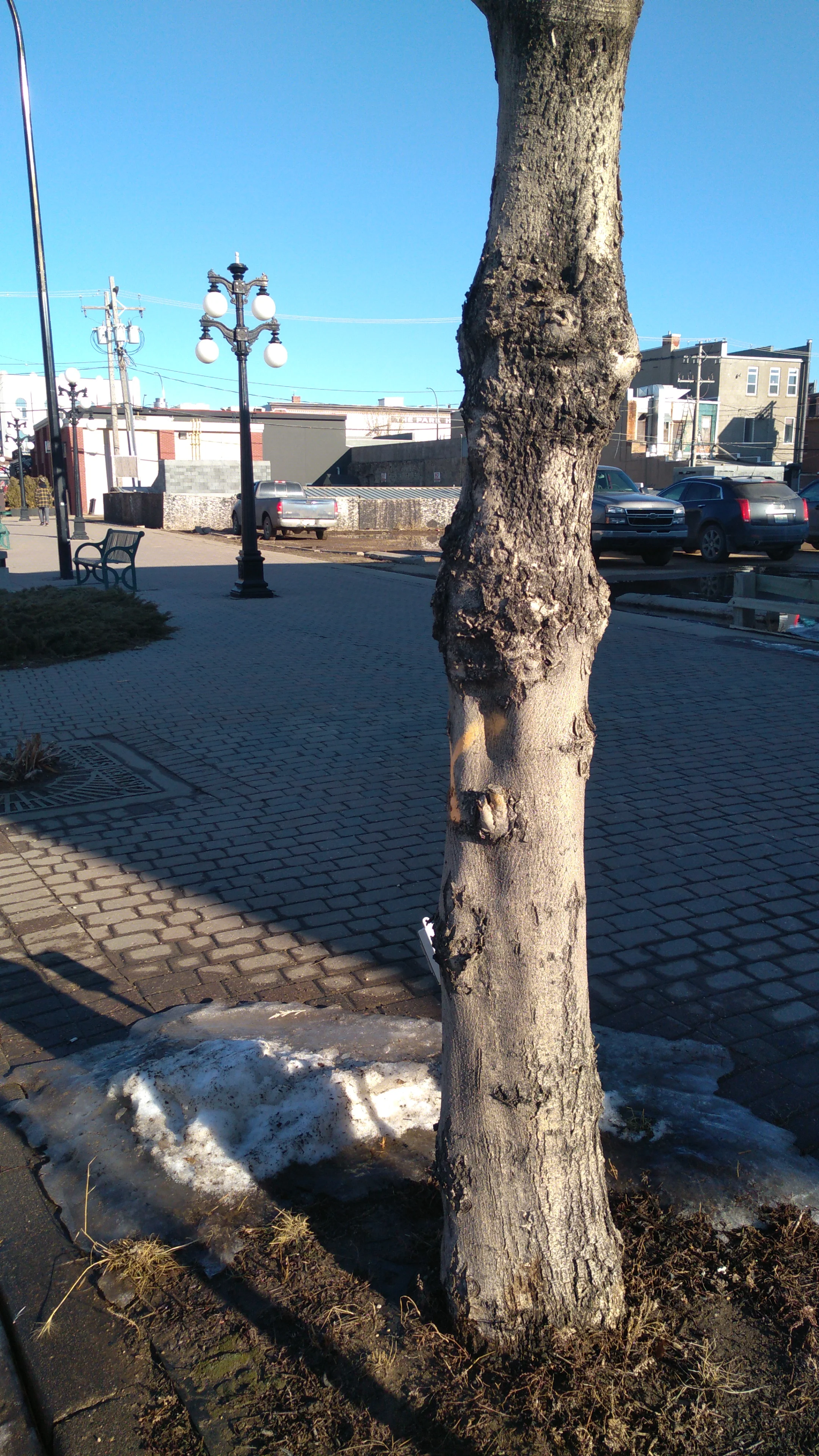 City To Remove 18 Downtown Trees 