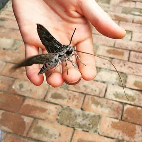 How to get rid of moths? - Bon Accord London