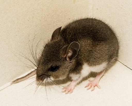 Despite Low Risk Health Ministry Urges Caution Due To Hantavirus