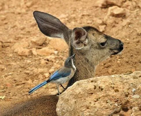 A Western Scrub Jay cleans the ticks off of this deer (Photo by Vicki Miller).