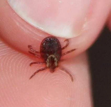 Black-legged Tick (Photo by Kimberly Epp).