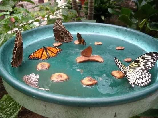 Cut up banana slices in a bird bath may attract several butterflies at once.