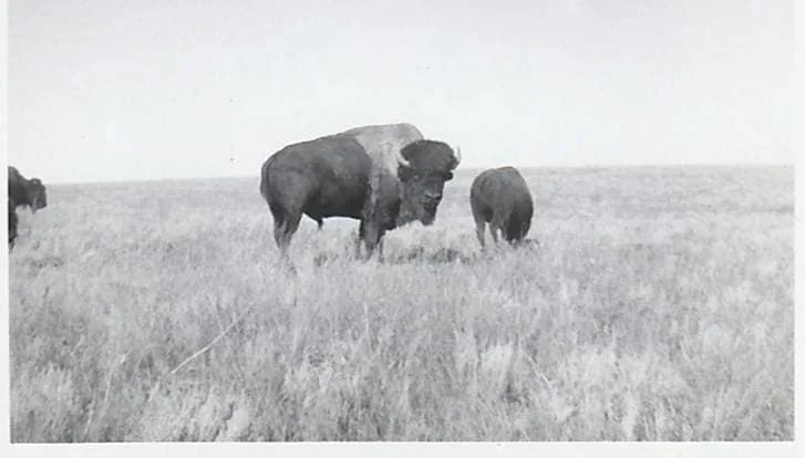 A historic photo of bison at the former Wild Animal Park. (Photo courtesy of Rich Pickering)