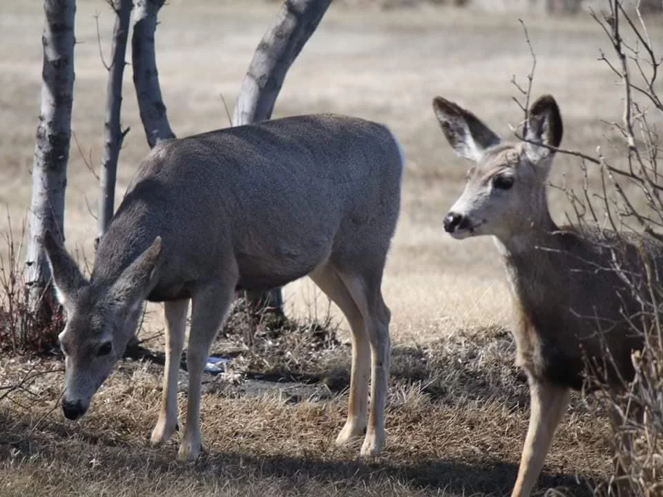 Mule Deer may also be found at the park. Two healthy yearlings still with their mother stop to get their photo taken. (Photo by Kimberly Epp)