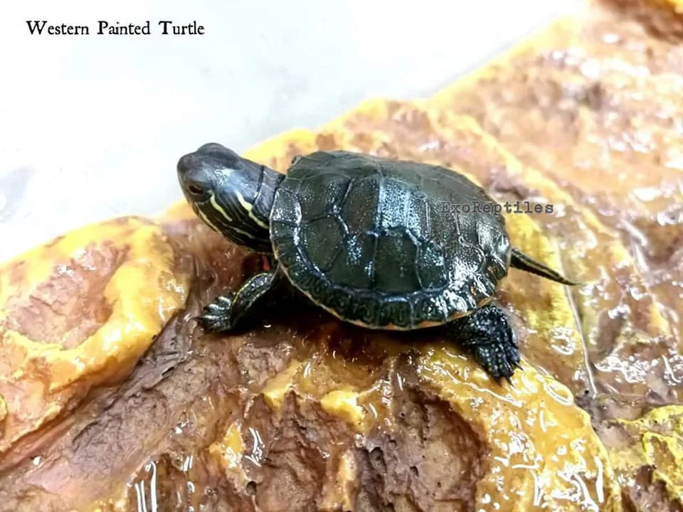 Western Painted Turtle. Yes, we have these. Please keep them in their natural habitat.(photo source unknown)