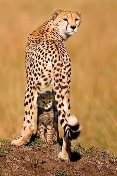 Cheetah mother shielding her cub from the sun (photo by Piper Mackay).