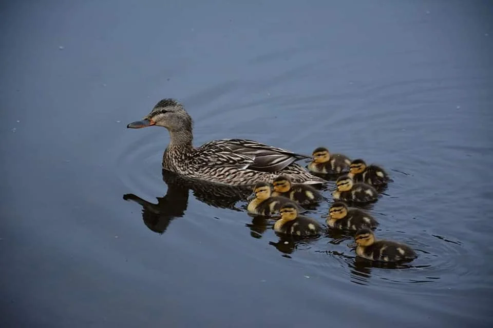 Mallard Duck mother with eight tiny ducklings (photo by Karen Reyda-Mayer).