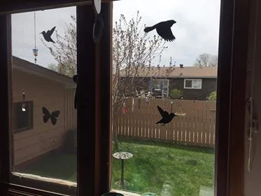 Beyond Your Backyard - Bird Window Strikes