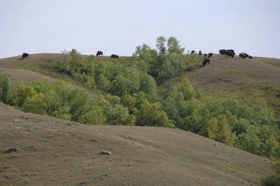 Moose Jaw Joins Growing List Of Municipalities With Fire Bans