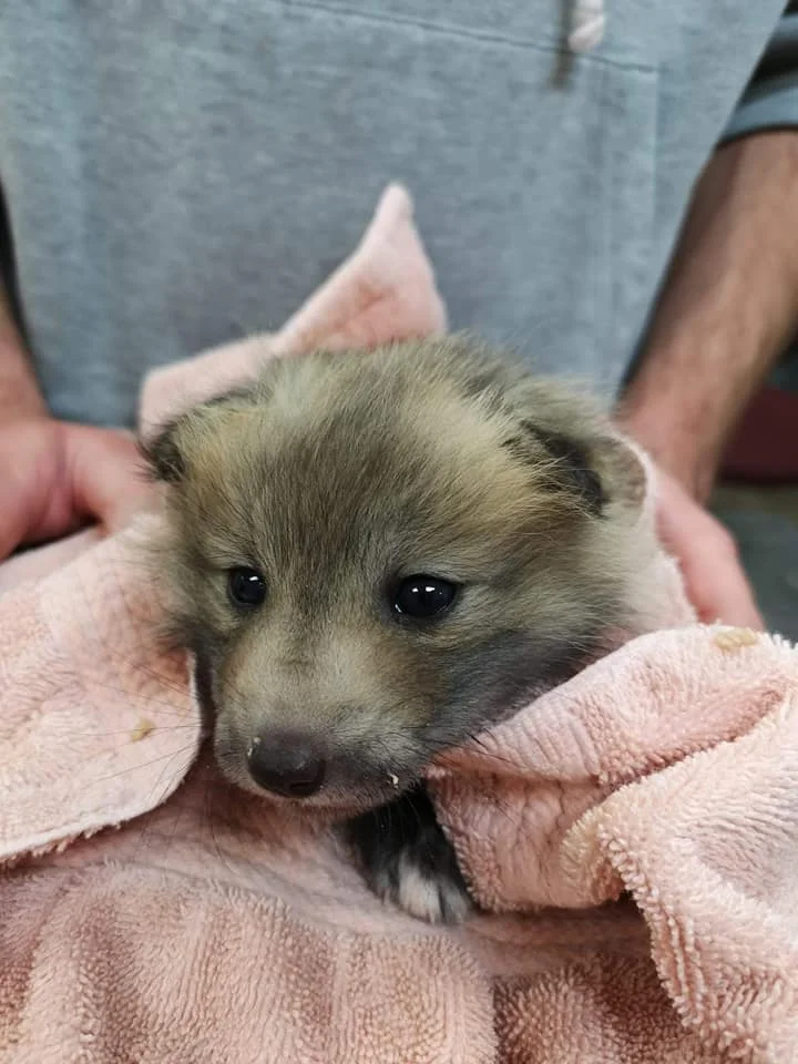Orphaned fox kit (photo courtesy "Wild and Cared Free Wildlife Rehabilitation", Moose Jaw, 2019)
