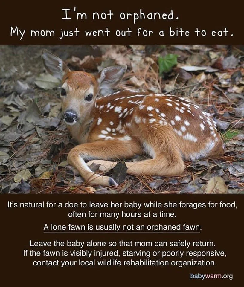nature fawn warning.jpg