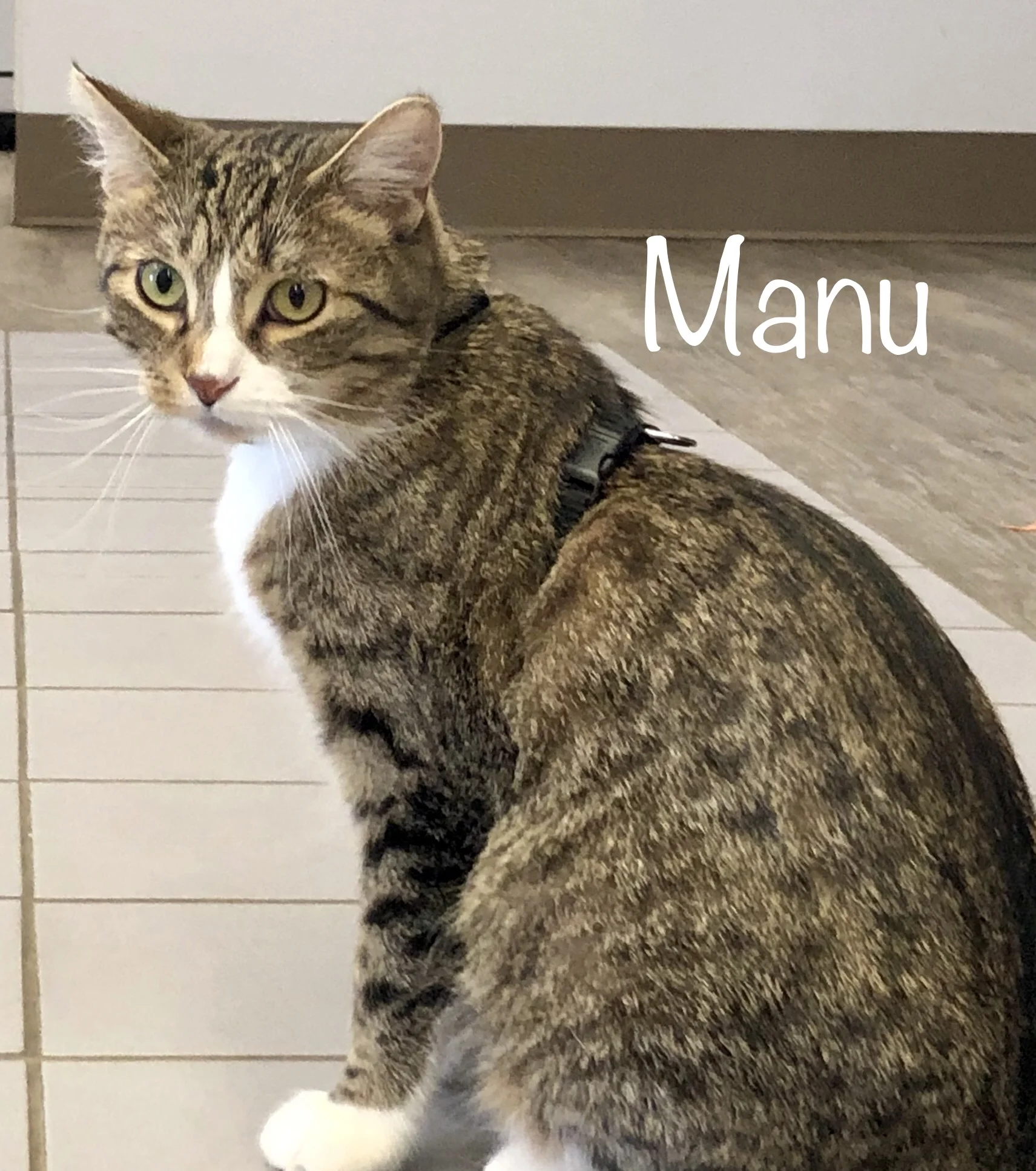 SCRAPS ADOPTABLES New Feature