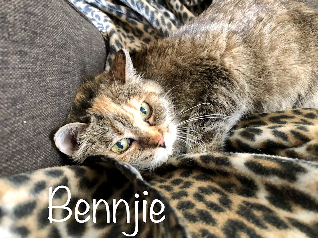 SCRAPS ADOPTABLES here is Bennjie 