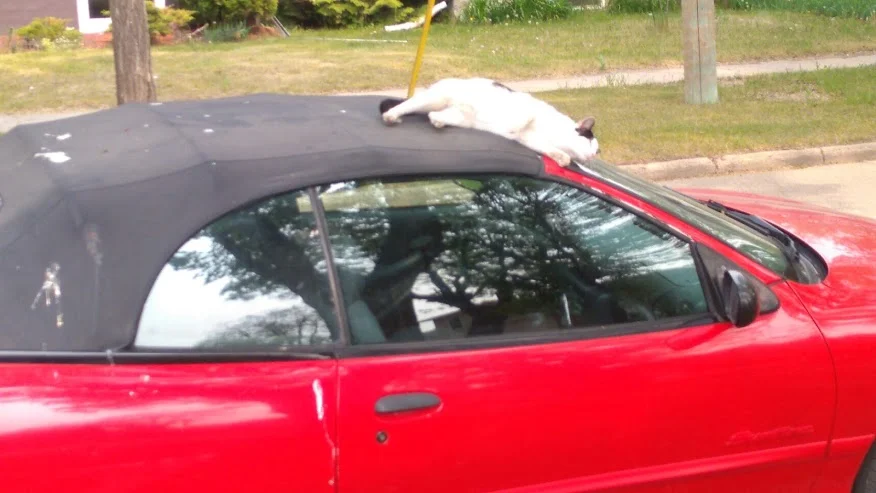 Cat On A Cool Convertible Roof