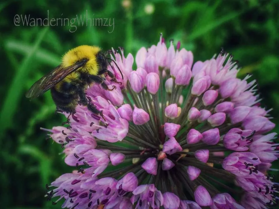"Confusing Bumblebee" (photo by Karla Paull Rasmussen of "Wandering Whizmy Photography".)