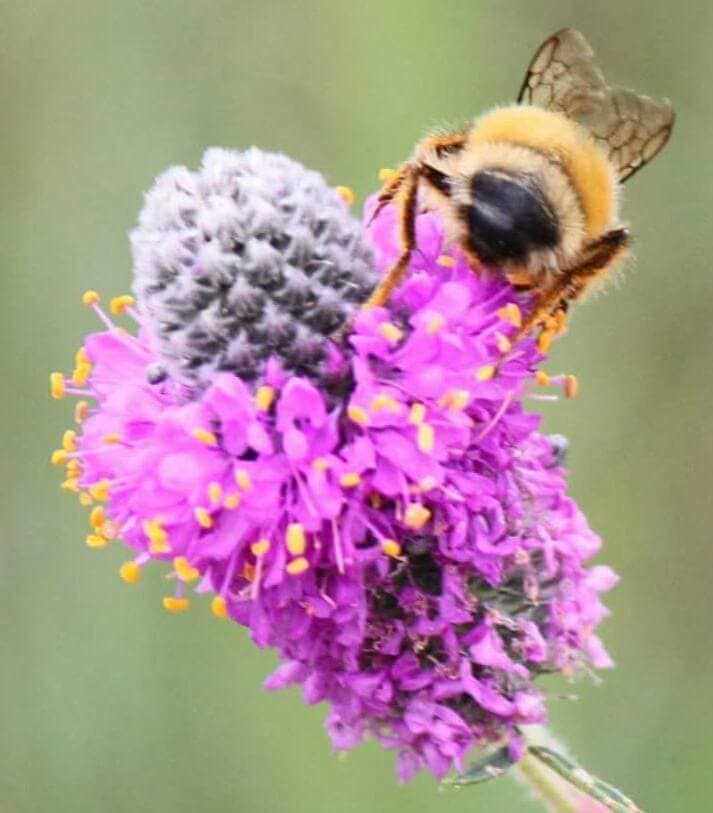 Possibly a "Confusing Bumblebee" on a Purple Prairie Clover (photo by Kimberly Epp).