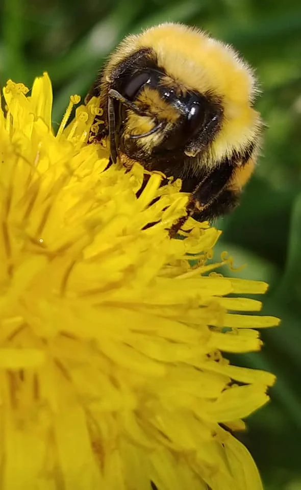 Possibly a "Confusing Bumblebee" on a dandelion (photo by Alison Zinn).