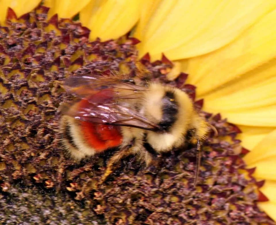 Beyond Your Backyard - Save Our Bees