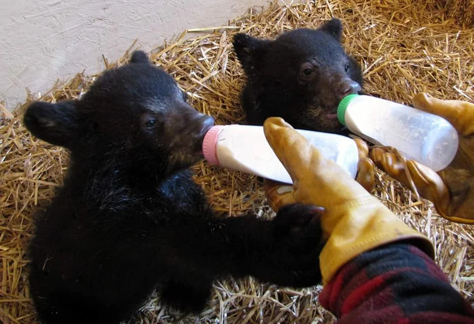 Orphaned Black Bear cubs being rehabilitated at Black Bear Rescue Manitoba (photo via Black Bear Rescue Manitoba). Bears require a specific formula which is quite expensive