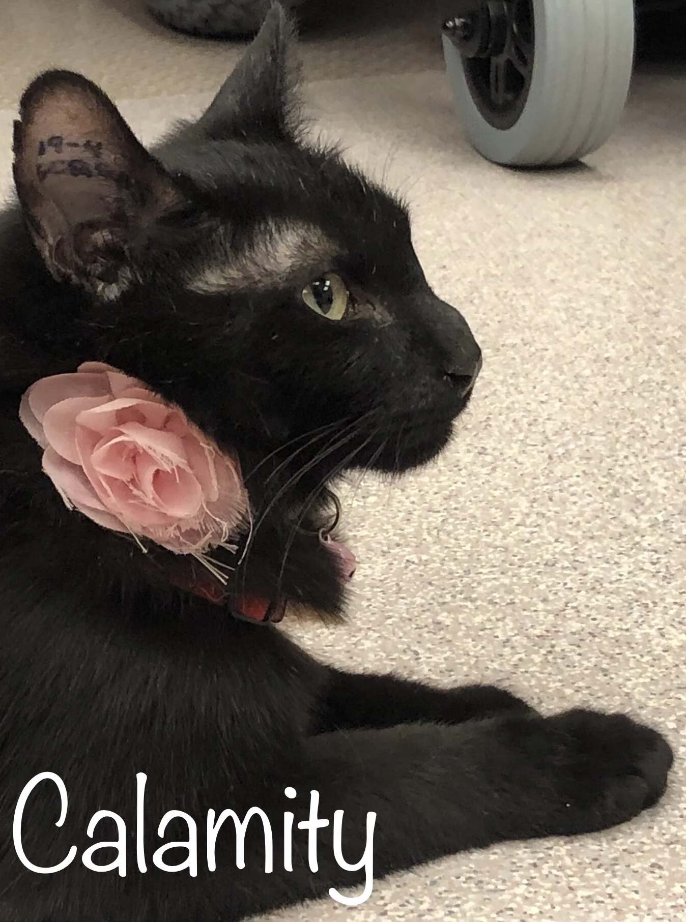SCRAPS ADOPTABLES - Calamity Or Callie