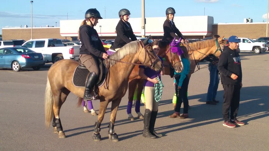 Horses From A Riding School
