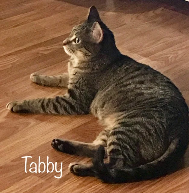 SCRAPS Adoptables - Tabby