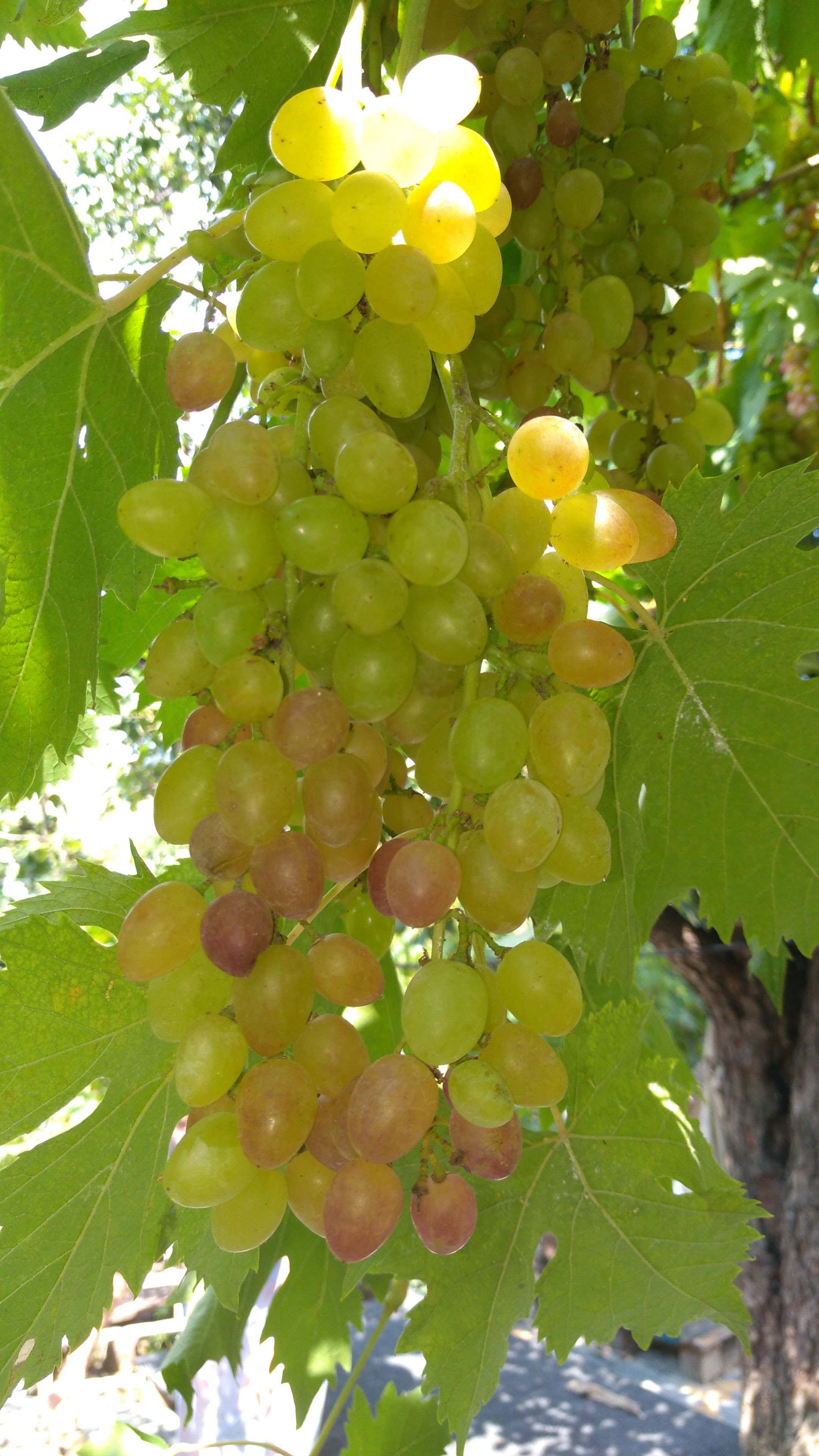 Grapes growing in the Odessa region