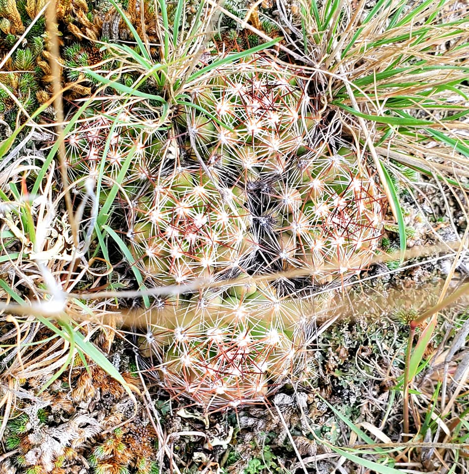 Ball cactus - photo by Kimberly Epp