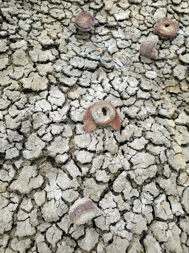 Possible fish vertebrae from the ancient inland sea - photo by Kimberly Epp