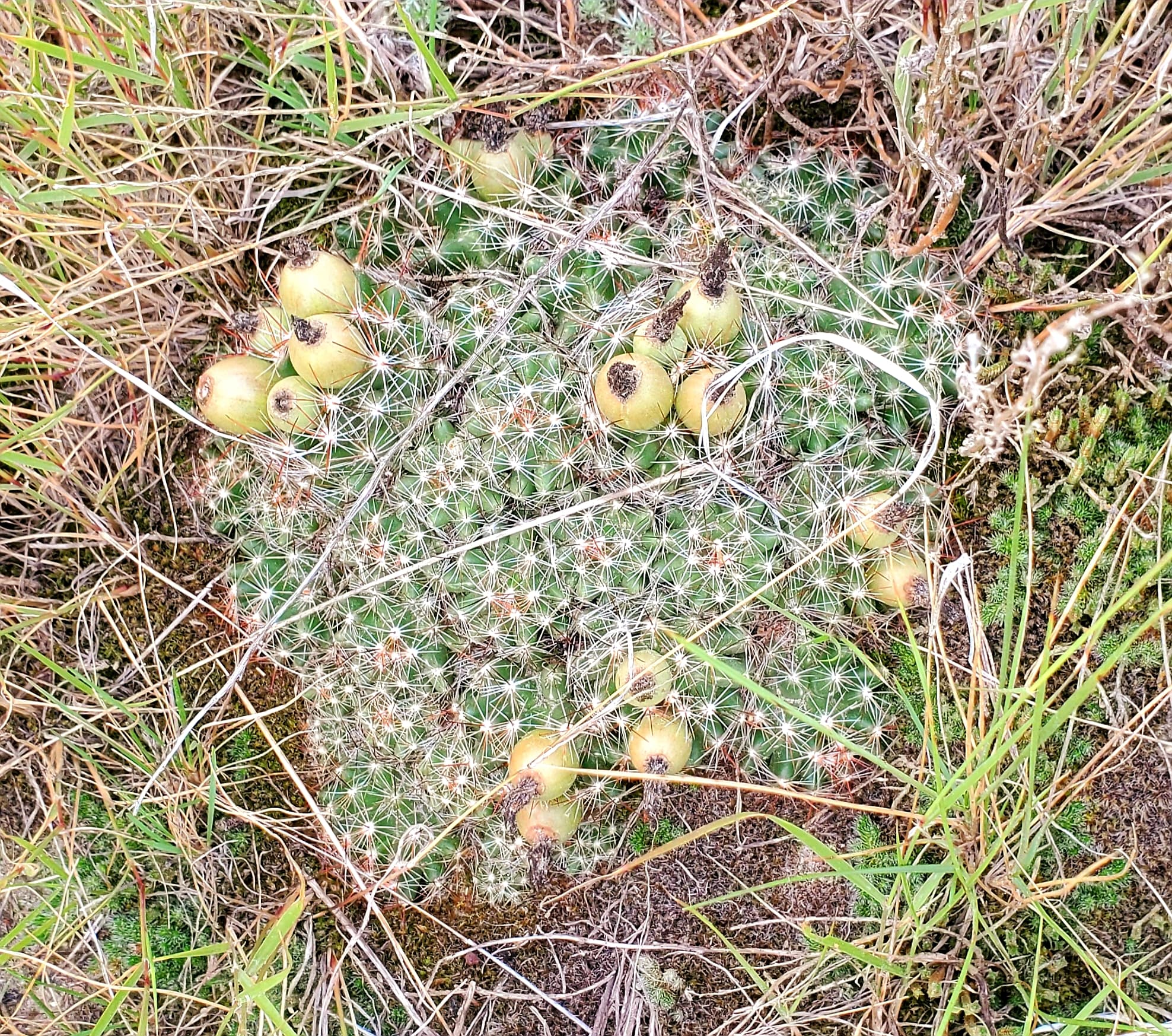 Ball cactus with green berries on it after blooming - photo by Kimberly Epp