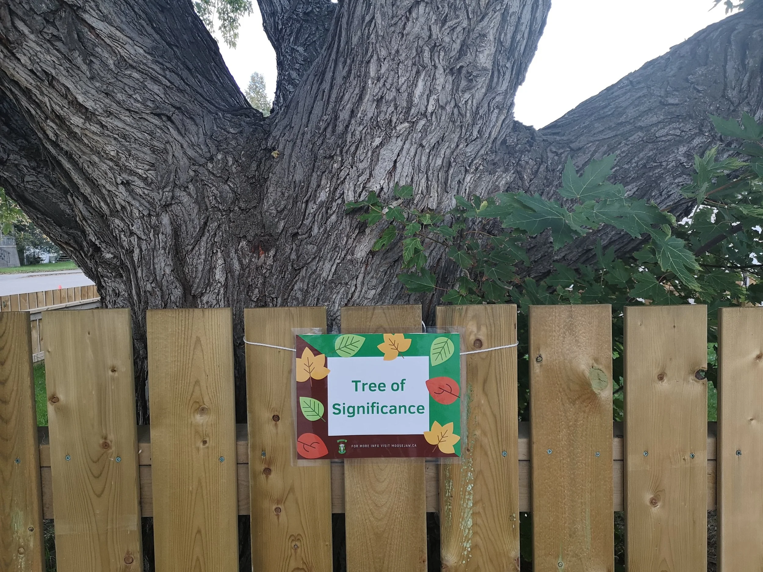 City Names 2019 Tree Of Significance 