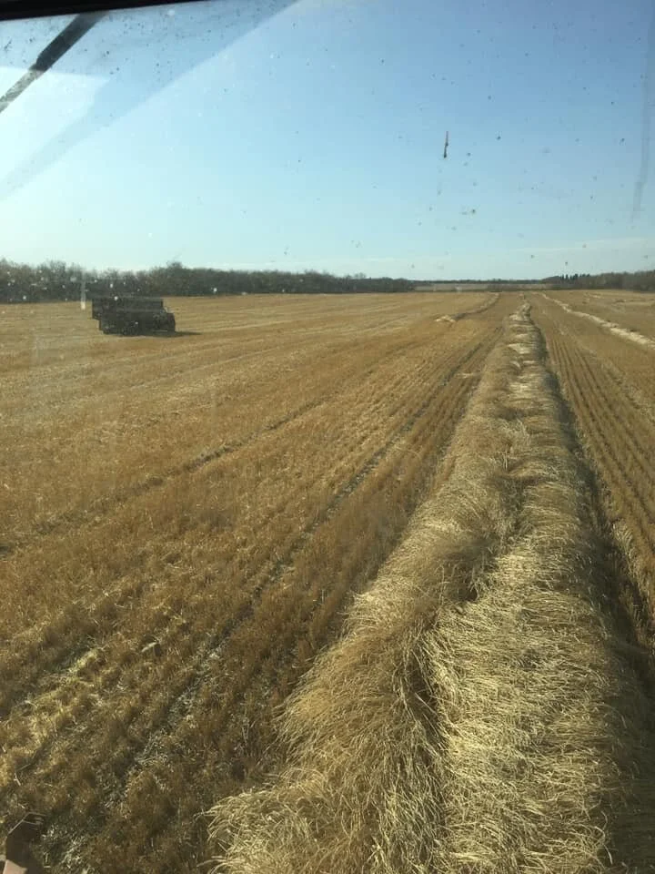 Thursday's weather allowed farmers in the northwest area of the province to harvest