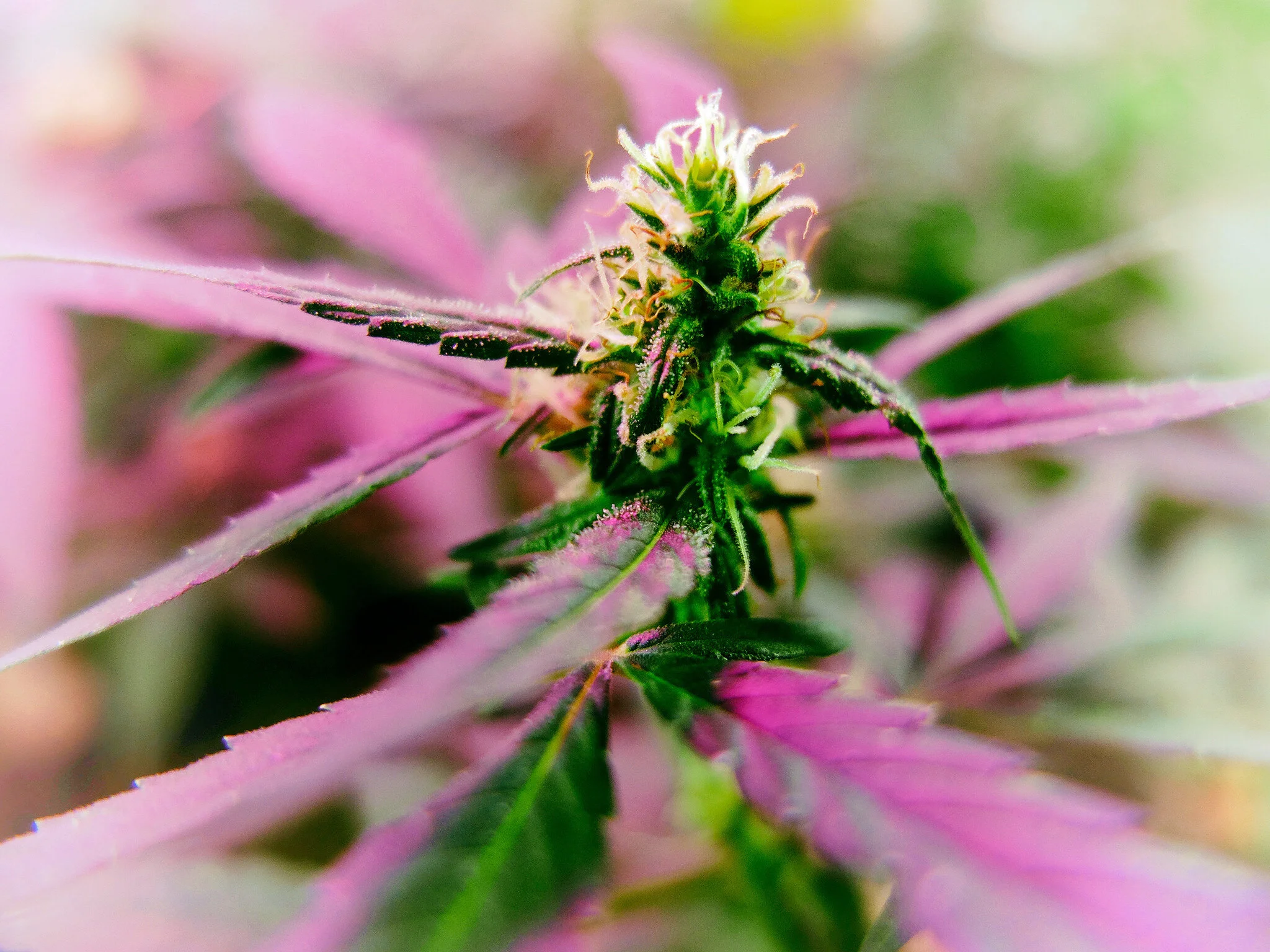 Chief Medical Officers Issue Cannabis Warning