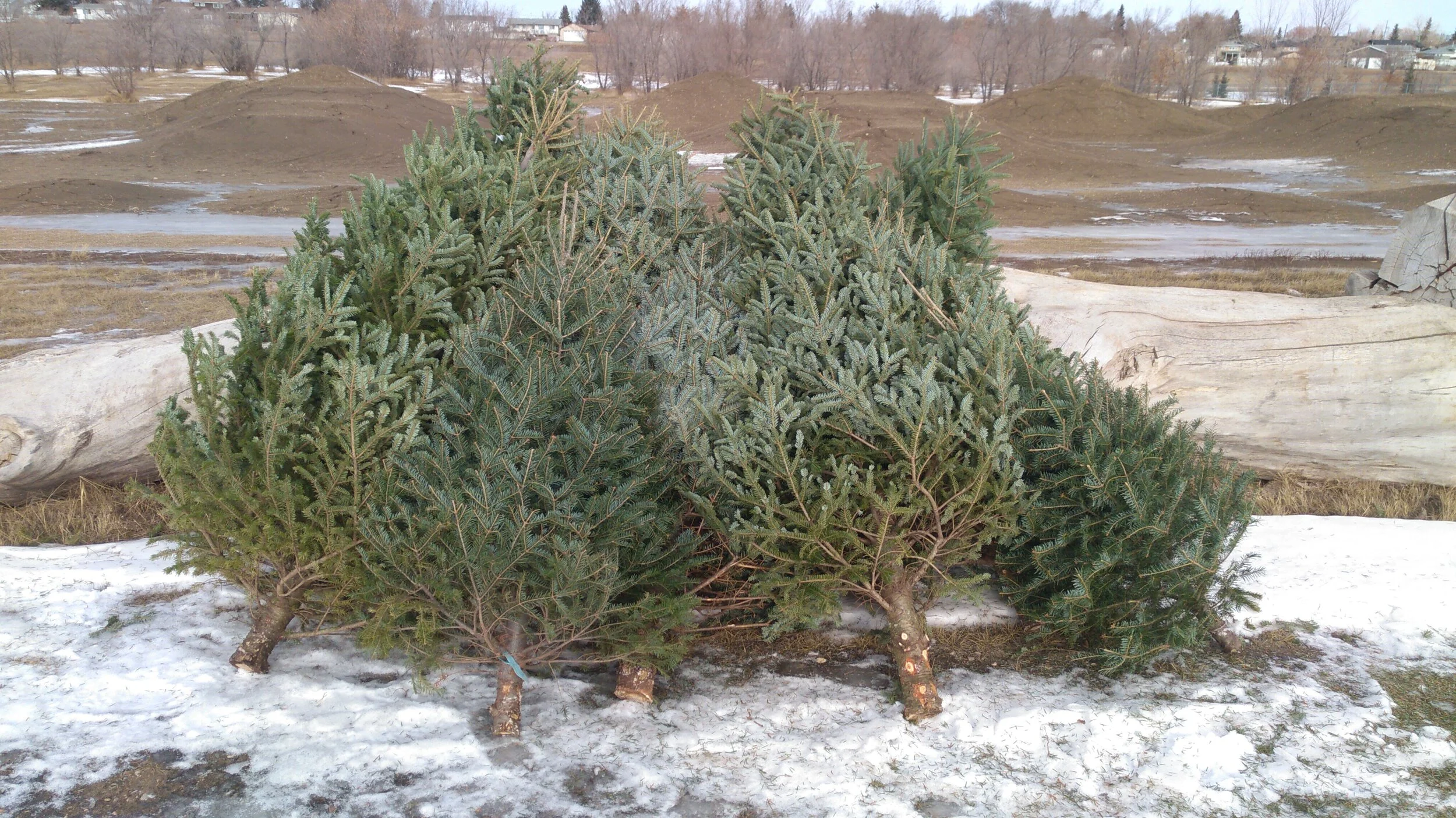 Christmas Tree Collection Starts Today