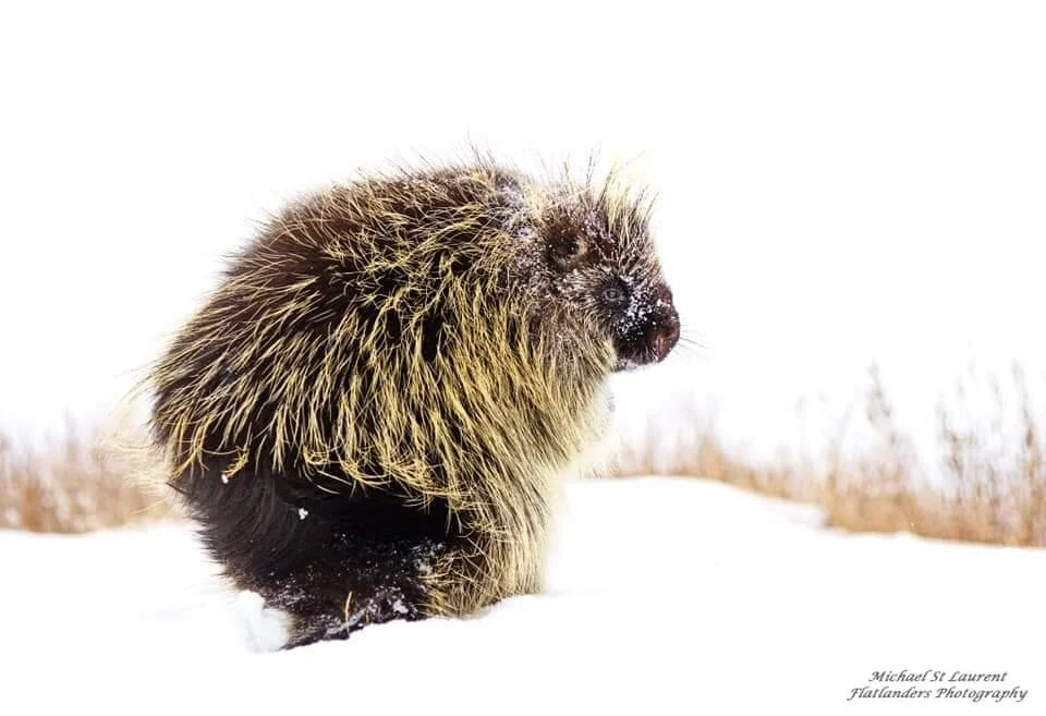 Beyond Your Backyard 🍂 The Porcupine Adapted for Survival — MJ