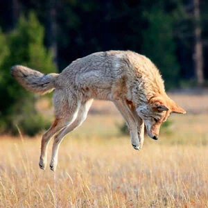 Canadian Conservation Corps Topic For Friday Evening Meeting