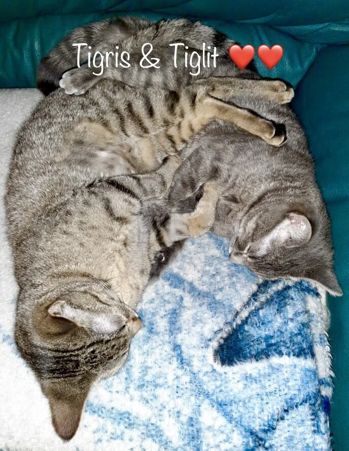 SCRAPS ADOPTABLE KITTENS - Searching for forever for a bonded pair❤️❤️