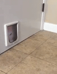 Feline Friday for SCRAPS - MJ