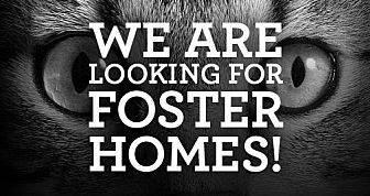 SCRAPS Looking For Foster Help