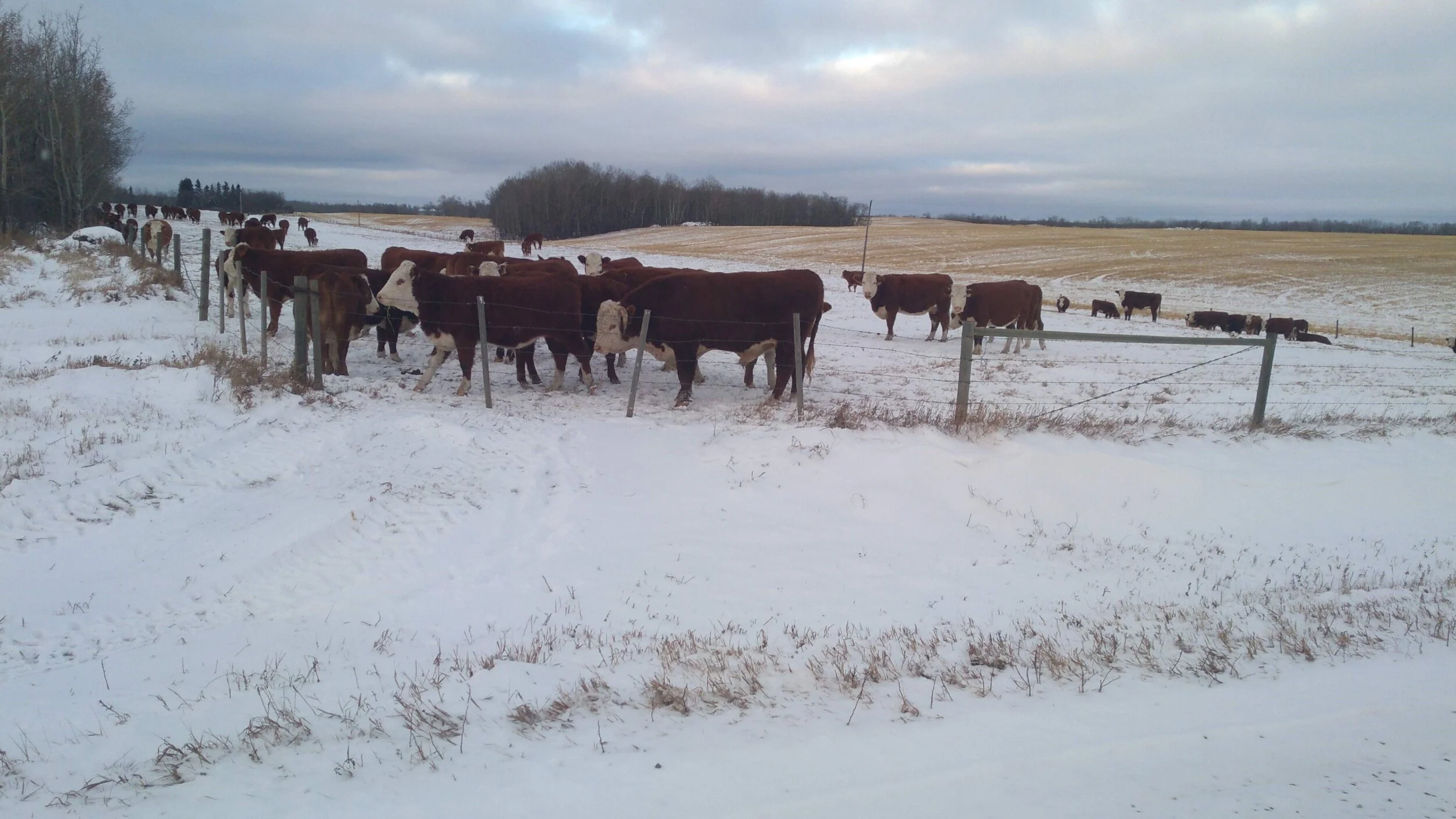 Stock Grower's Association Offering Directory To Help Consumers Buy Direct