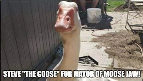 Steve D. Goose Running For Mayor 