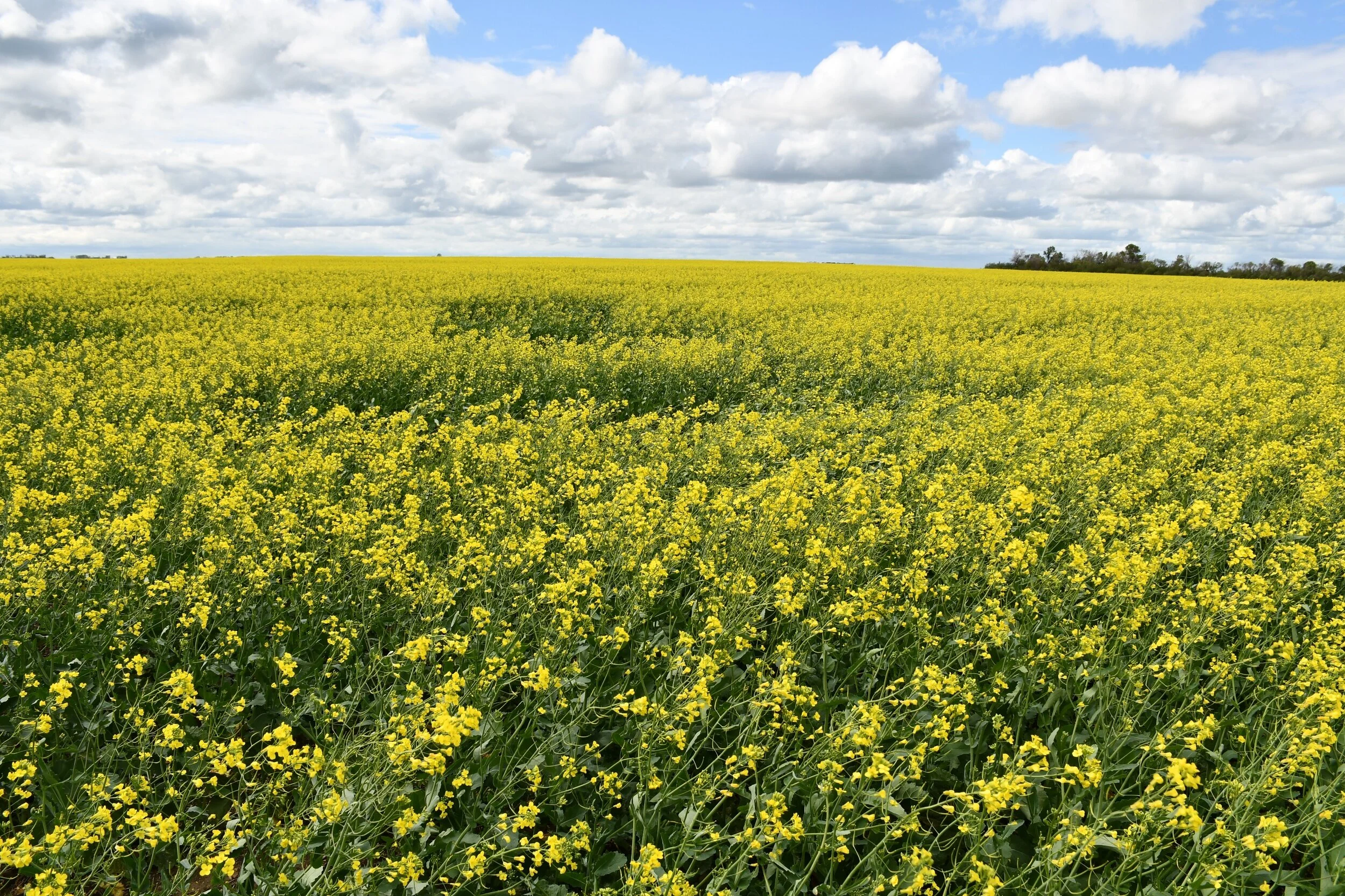 Recent Rains Help Crops