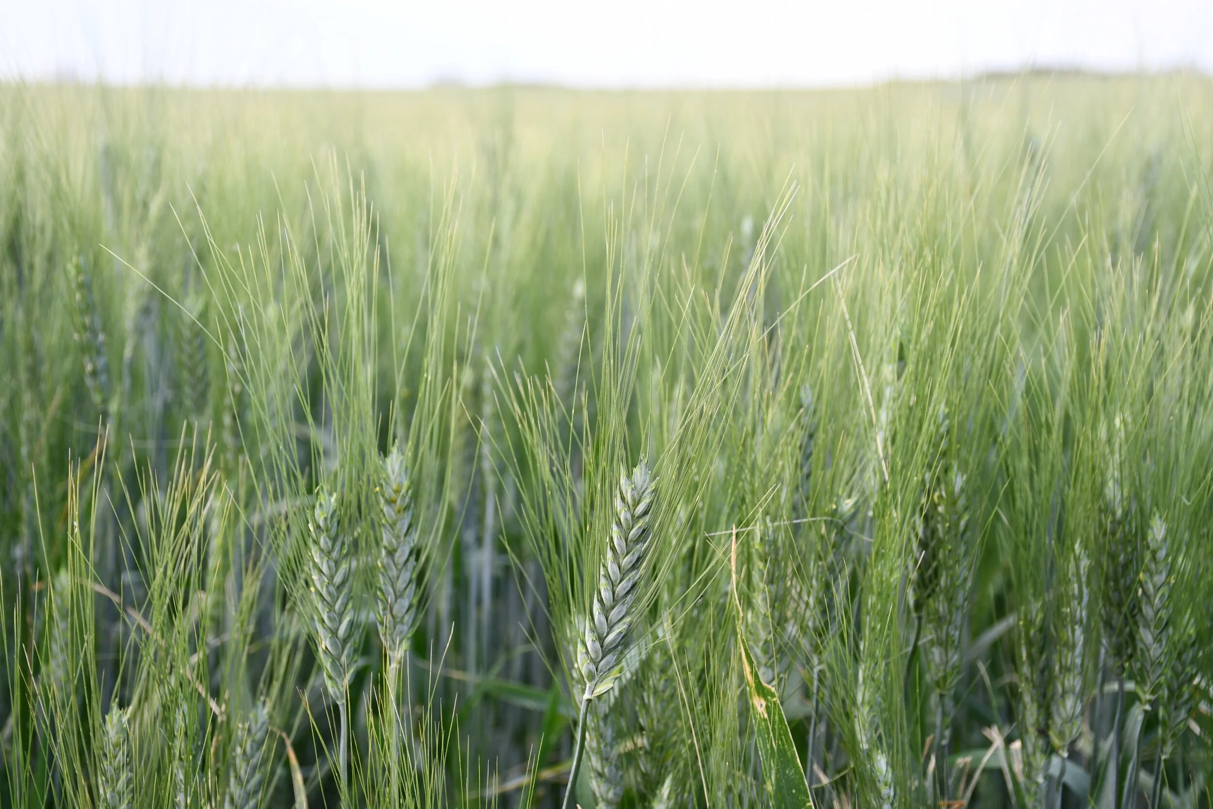 Crops Progress With Recent Rains And Heat 