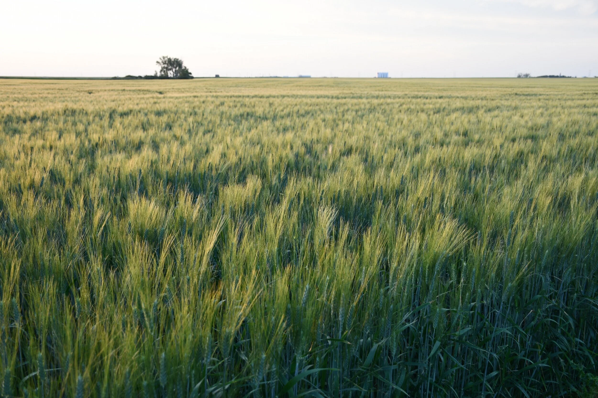 Lack Of Early Summer Rain Hurts Hay - Moisture Came At Right Time For Grains